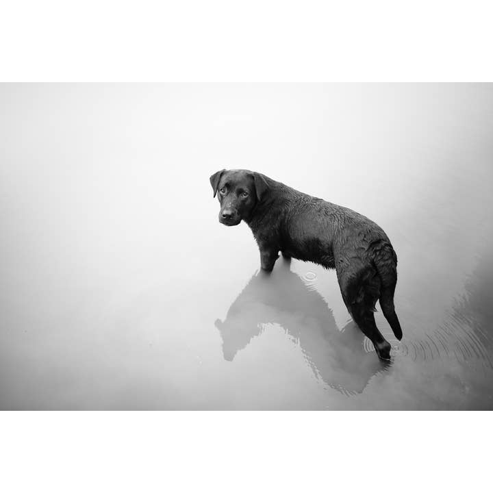 Sort labrador retriever stående i vandet og kigger på kameraet plakat for engroshandel hos Gotham Gifts