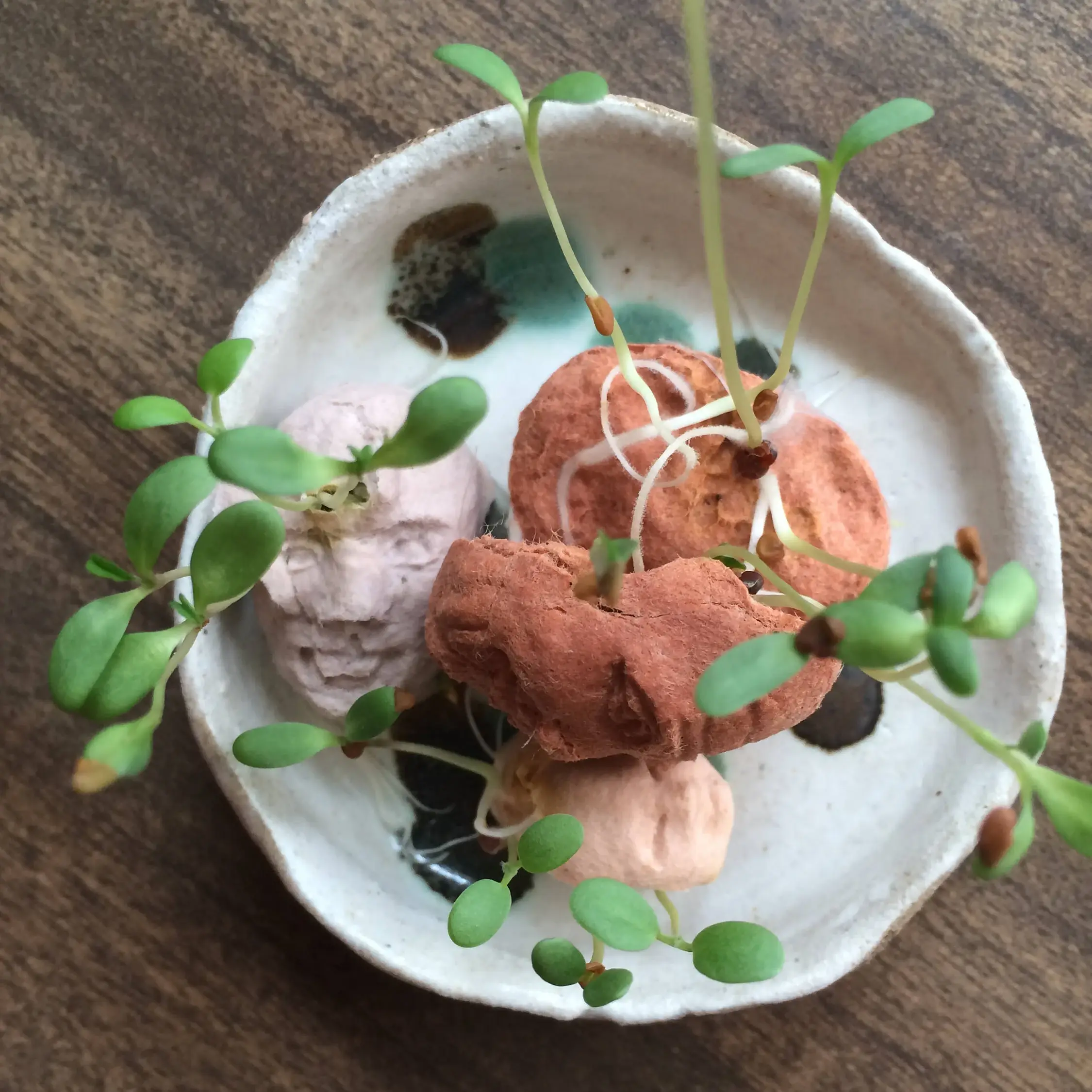 Sustainable Paper+Craft - Venta al por mayor Semillas de plantas - 5 caras germinantes de semillas3