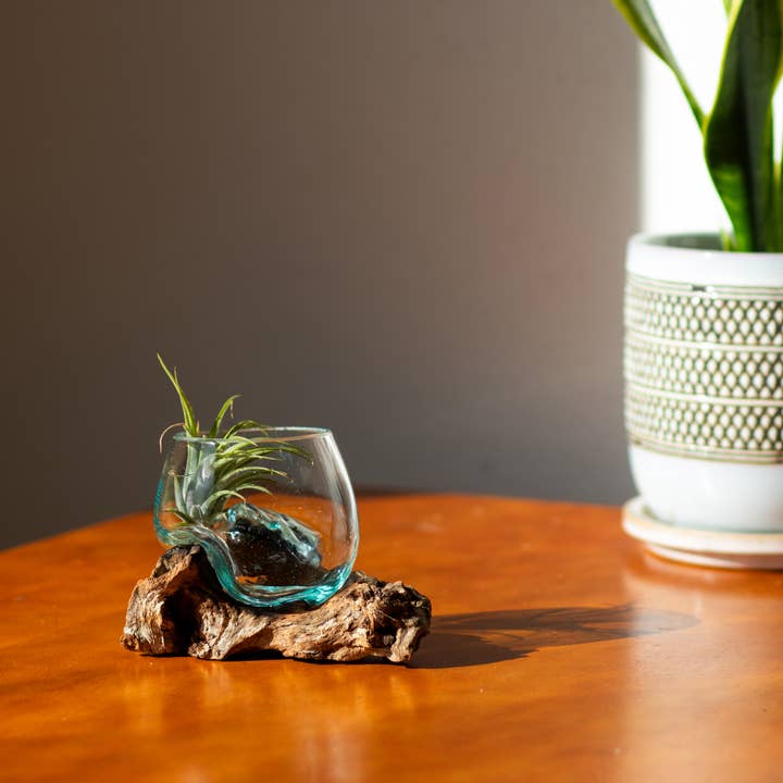 Cohasset Gifts - Wholesale Terrarium - 3" Open Mouth Molten Glass Terrarium1