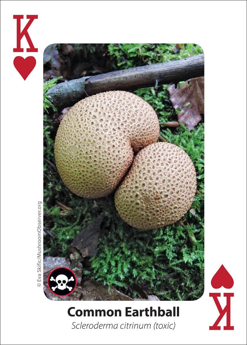AdventureKEEN - Wholesale Playing Cards - Mushrooms Playing Cards6