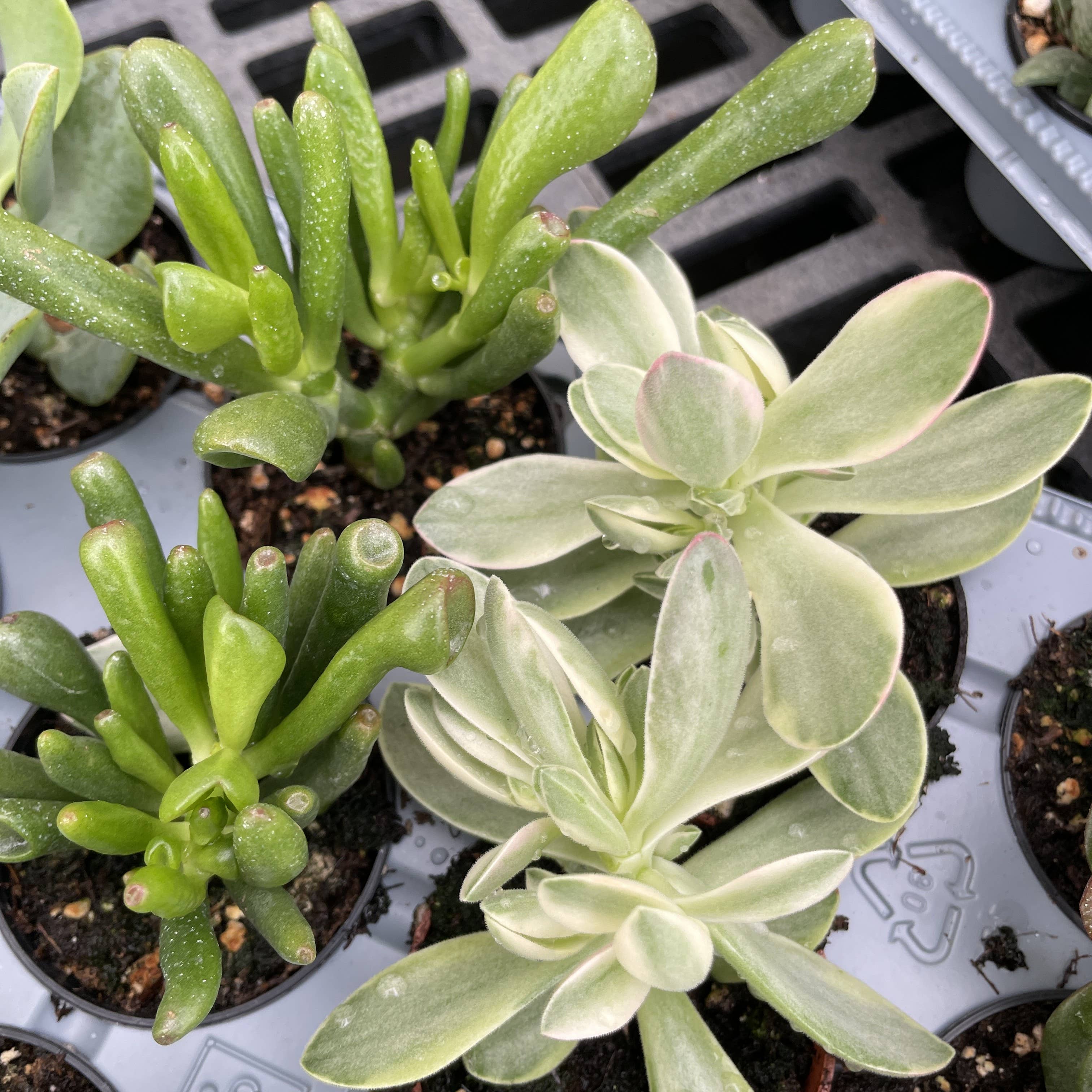 Thorsen's Greenhouse - Wholesale Succulent - Crassula Jade Plant - Assorted -  2" Live Plant7