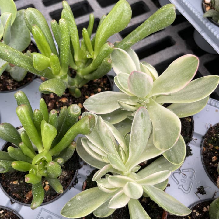 Thorsen's Greenhouse - Wholesale Succulent - Crassula Jade Plant - Assorted - 2" Live Plant7