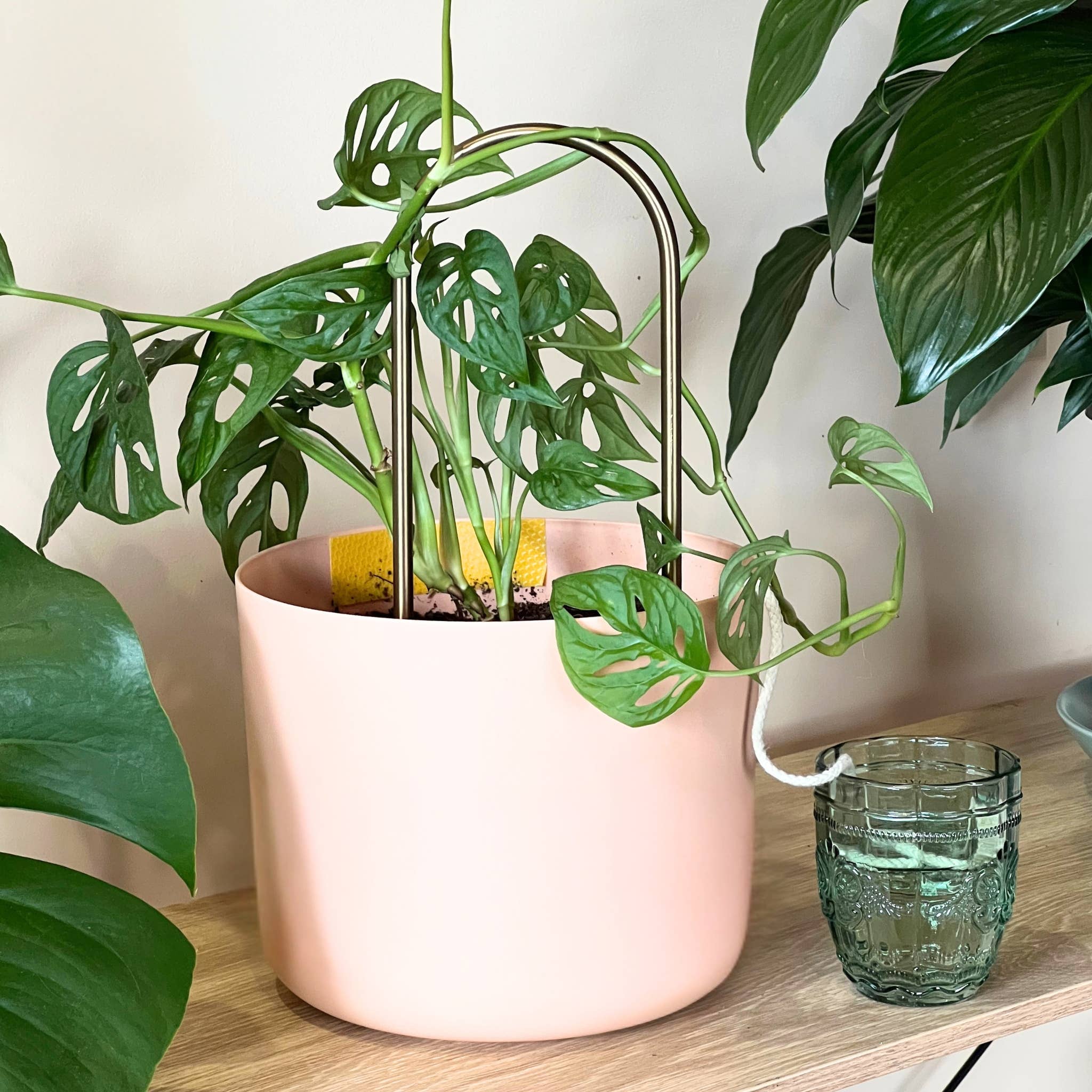 We the Wild Plant Care - Australia - Wholesale Garden Tool - Self-Watering Plant Climber - Case of 65