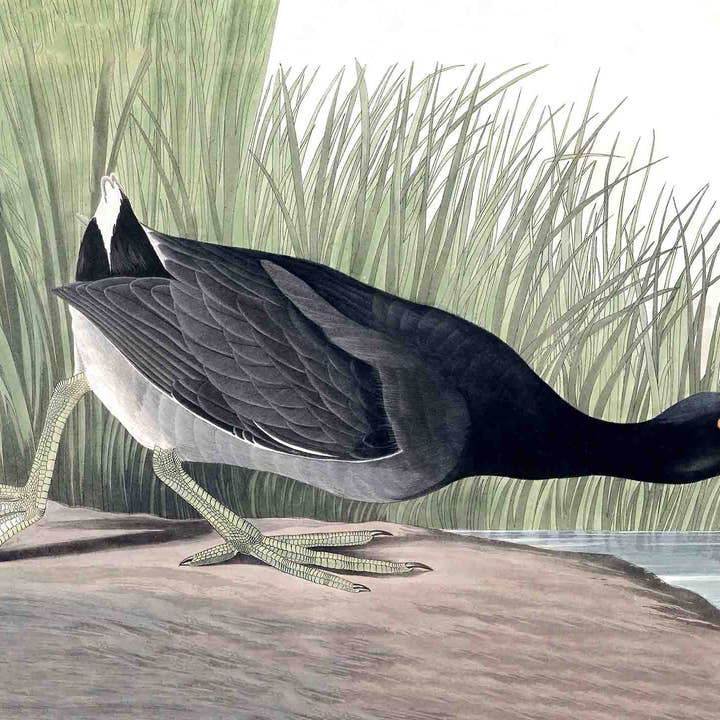 American Coot -Wall Art for wholesale by SPLASHWORKS