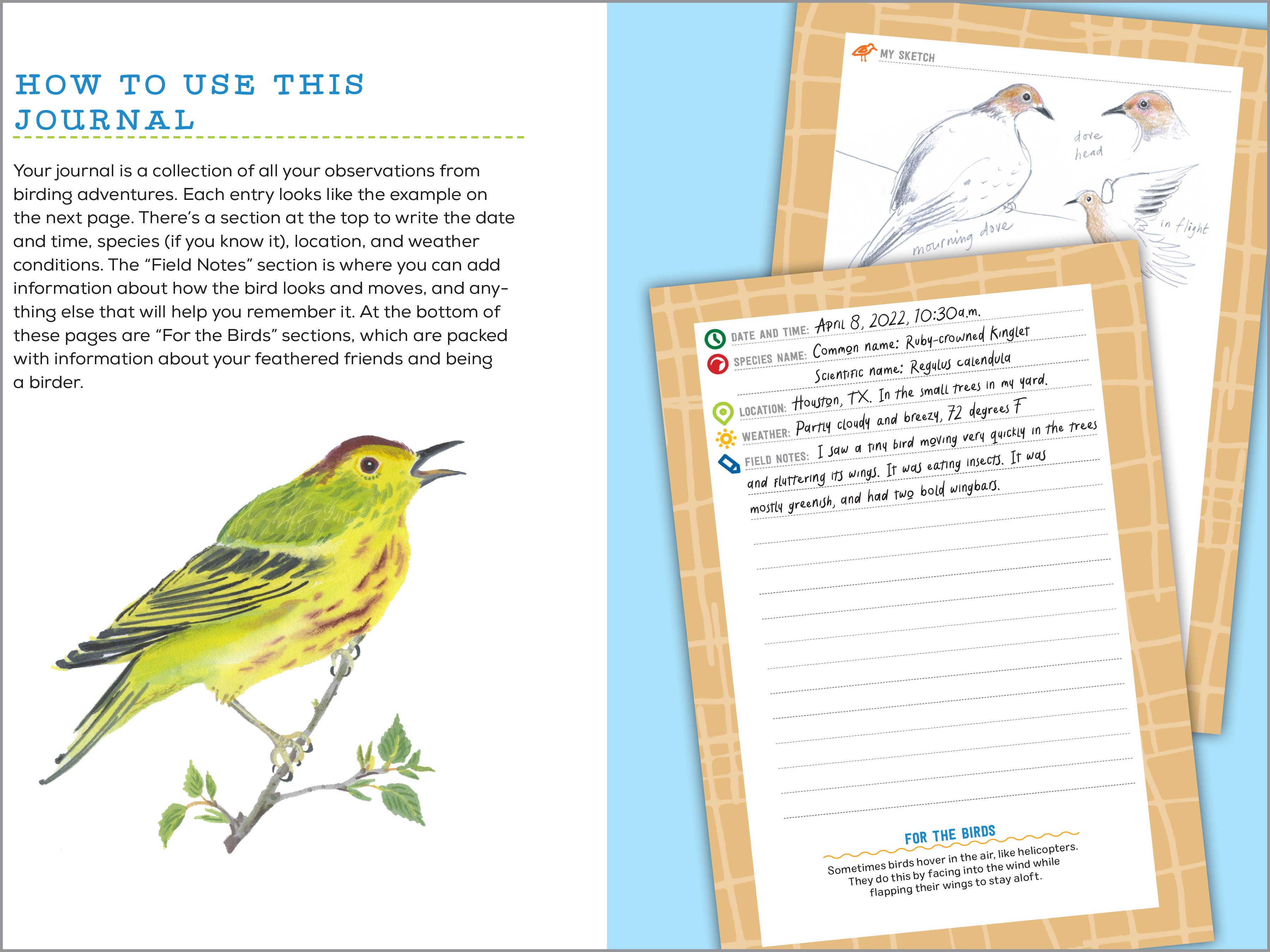 Sourcebooks - Wholesale Nature & Outdoors - Bird Watching Book for Kids2