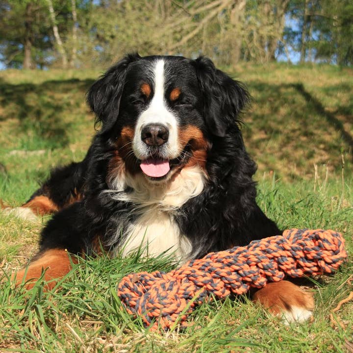 4cats Heimtierbedarf GmbH - Venta al por mayor Juguete de soga - Perros - Happy Pet Nuts for Knots Extreme Block de cuerda resistente para perros grandes1