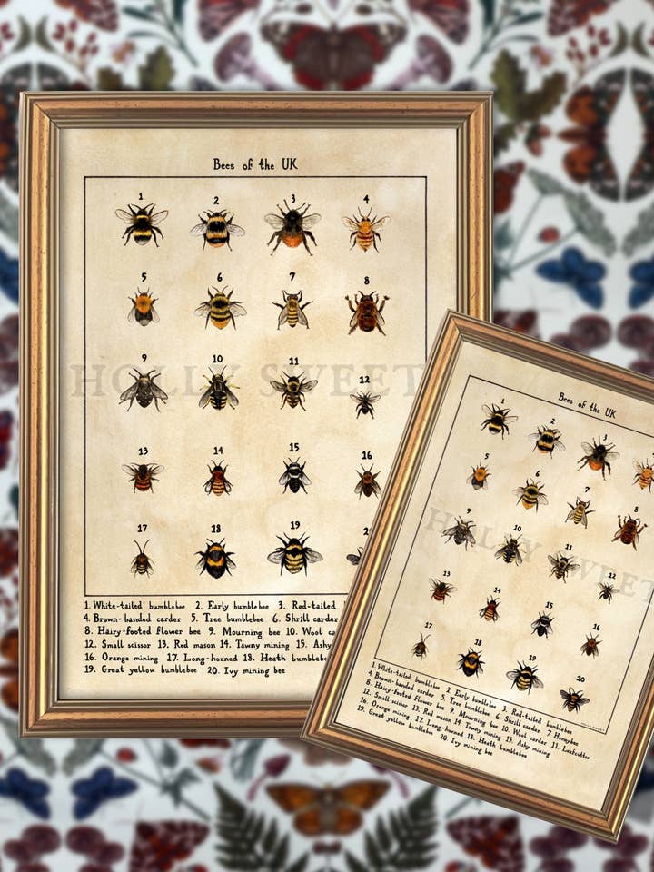 Bees of the UK print for wholesale by Holly Sweet illustration