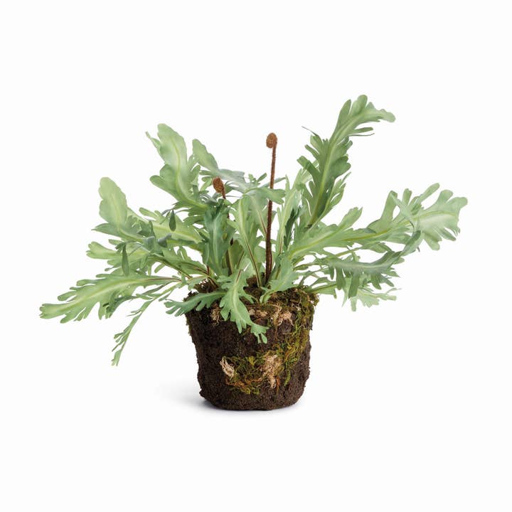 RABBIT FOOT DROP-IN 13.5" for wholesale by Napa Home & Garden