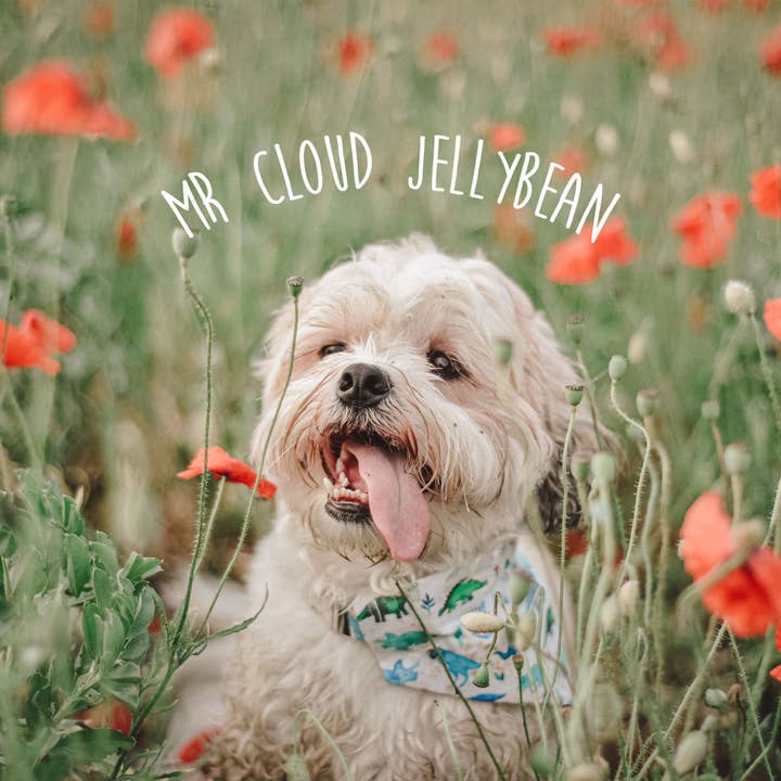 Cloud Jellybean Art - Wholesale Valentine's Day Card - Fawn Pug Holding Valentines Day Card