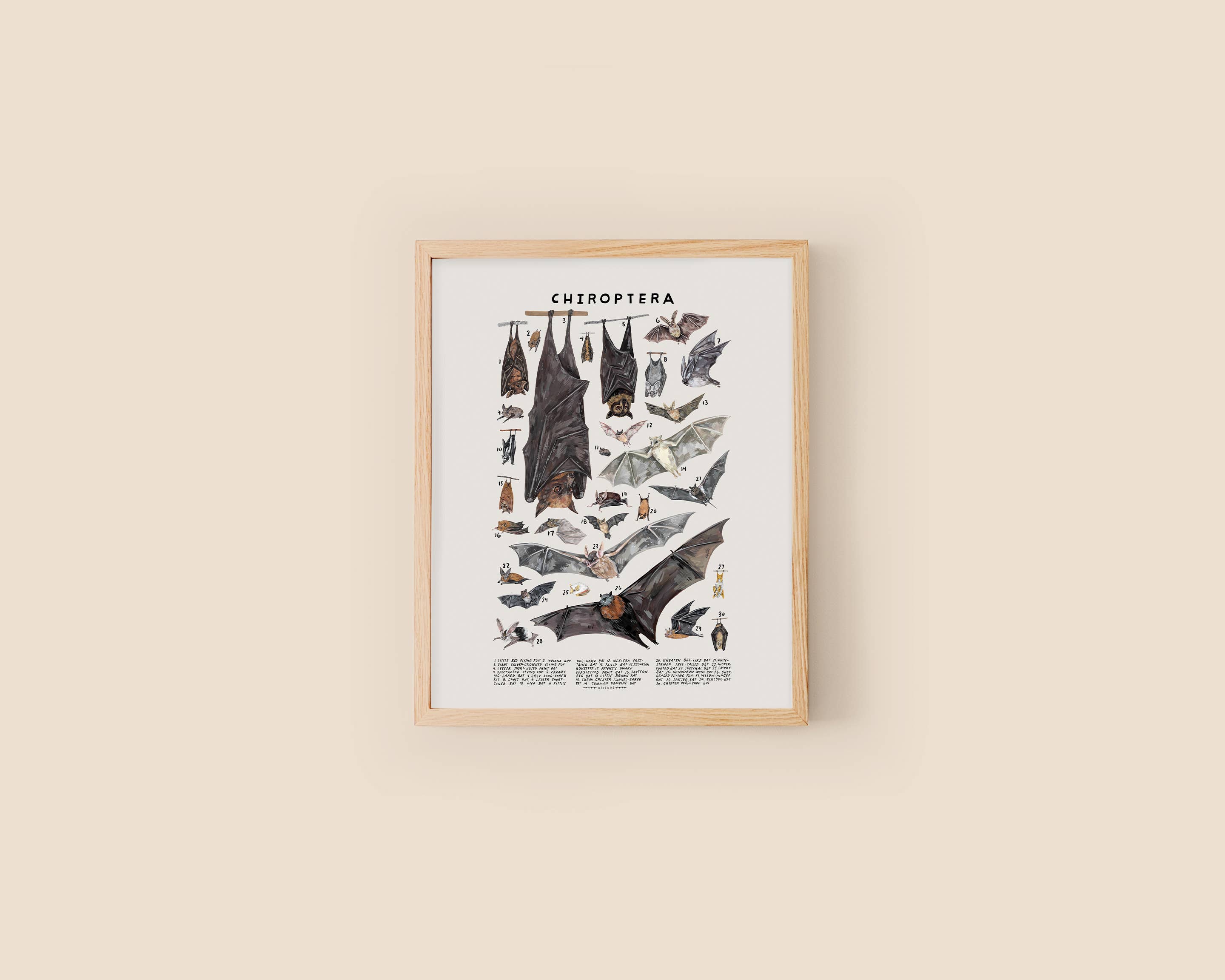 Kelzuki - Wholesale Art Print - Chiroptera: Bats1