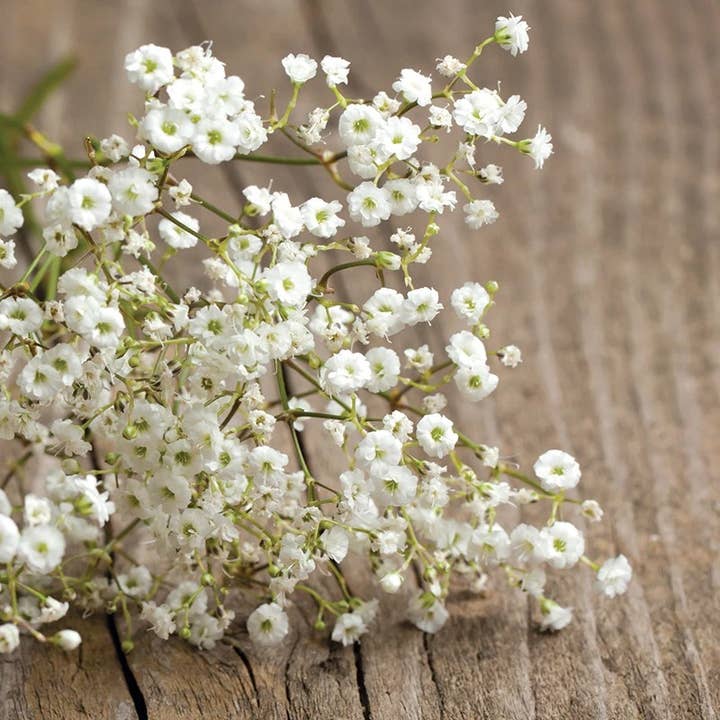 Bentley Seed Co. - Wholesale Plant Seeds - Baby's Breath-Covent Garden-Gypsophila Elegans