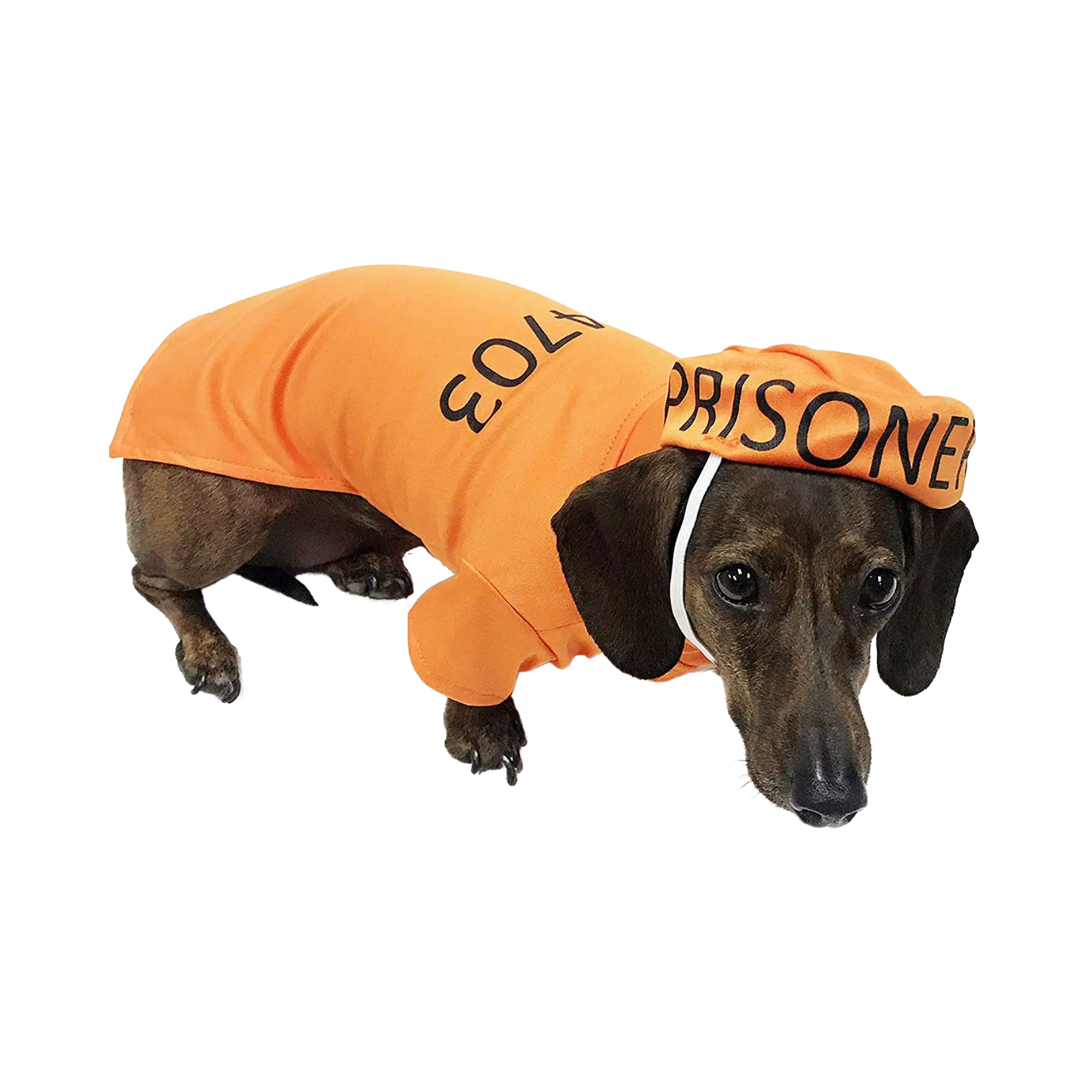 Orange dog