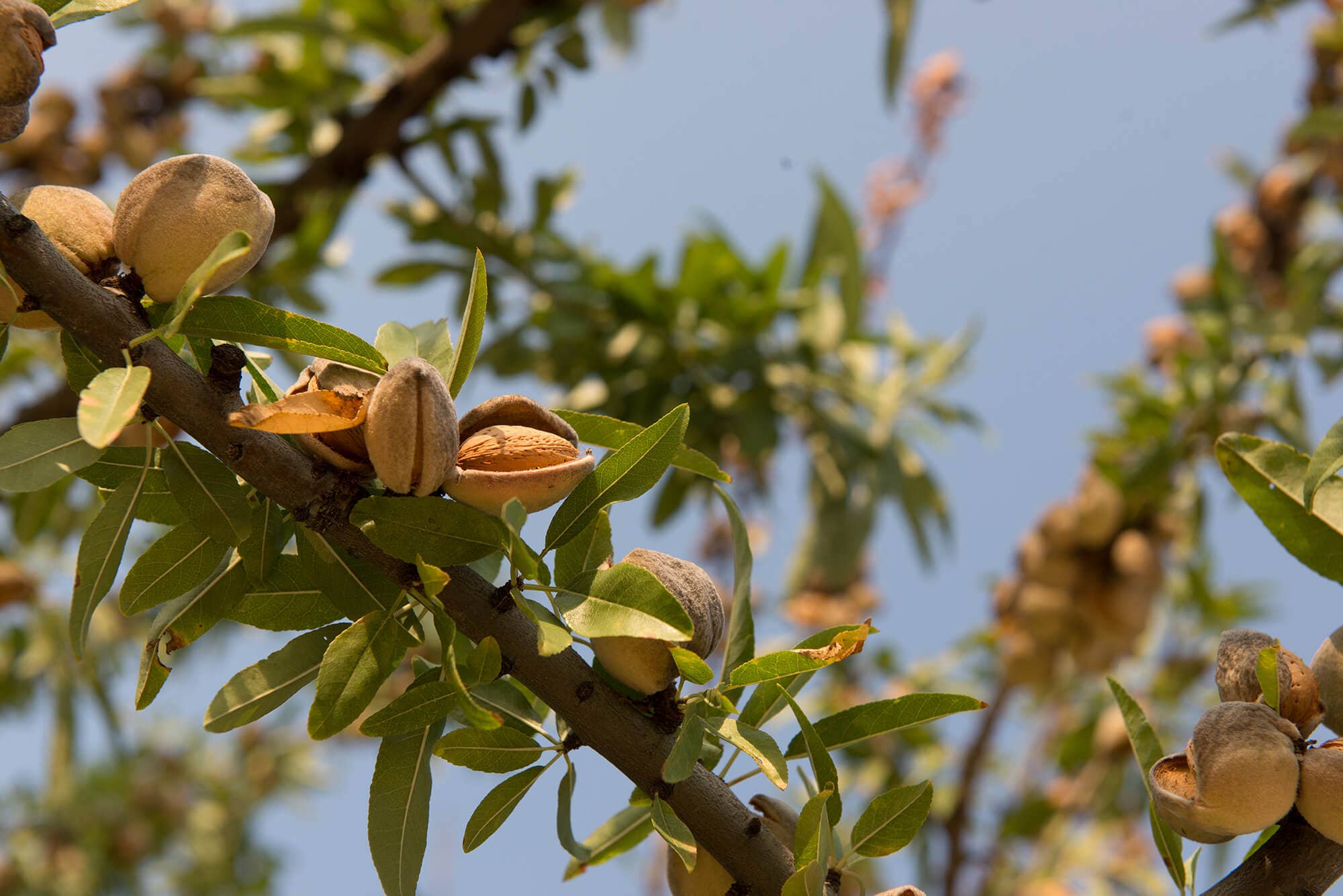 Terradiva Azienda Agricola Biologica – wholesale Nuts – Organic almonds in shell2