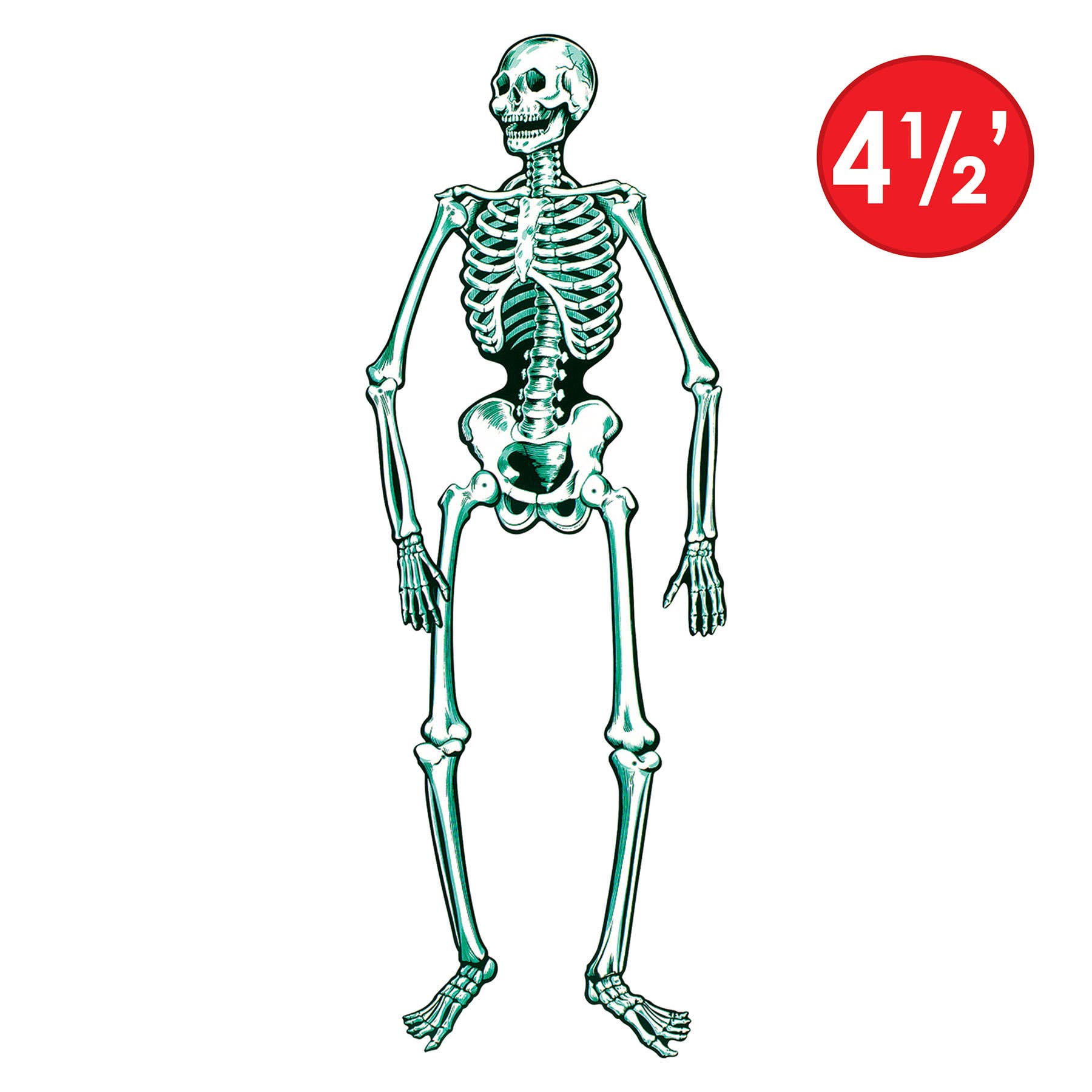 Beistle - Wholesale Decorative Figurine - Jointed Skeleton 4' 7", Printed on both sides3