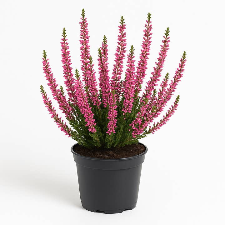 Oasis of Life - Wholesale Live plant - Heather (Calluna vulgaris) – pink flowering heather – 6 plants – hardy & evergreen perennial for beds, balconies & containers – easy to care for, bee-friendly & frost-resistant