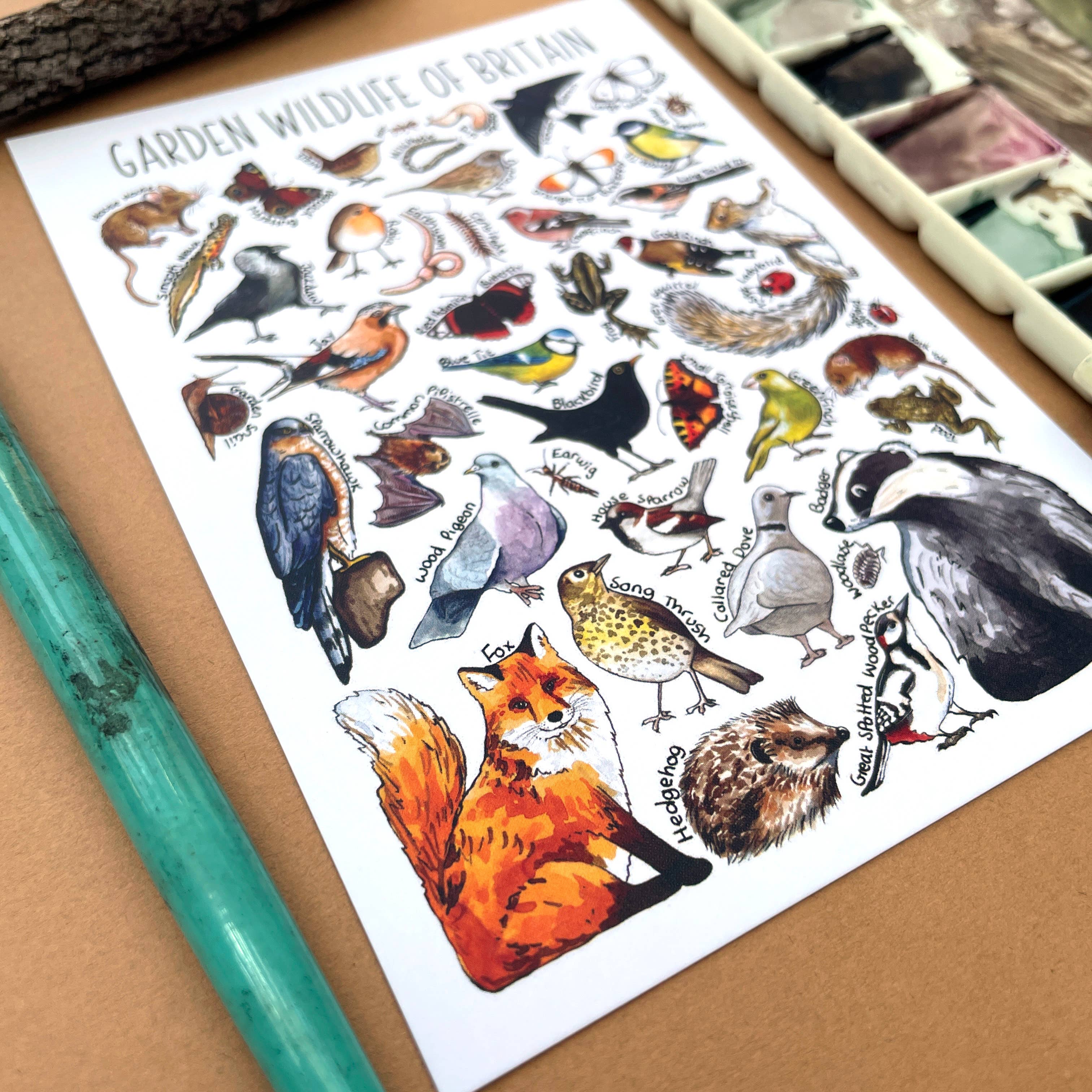 Alexia Claire Ltd - Wholesale Postcard - Garden Wildlife of Britain Art Blank Postcard7