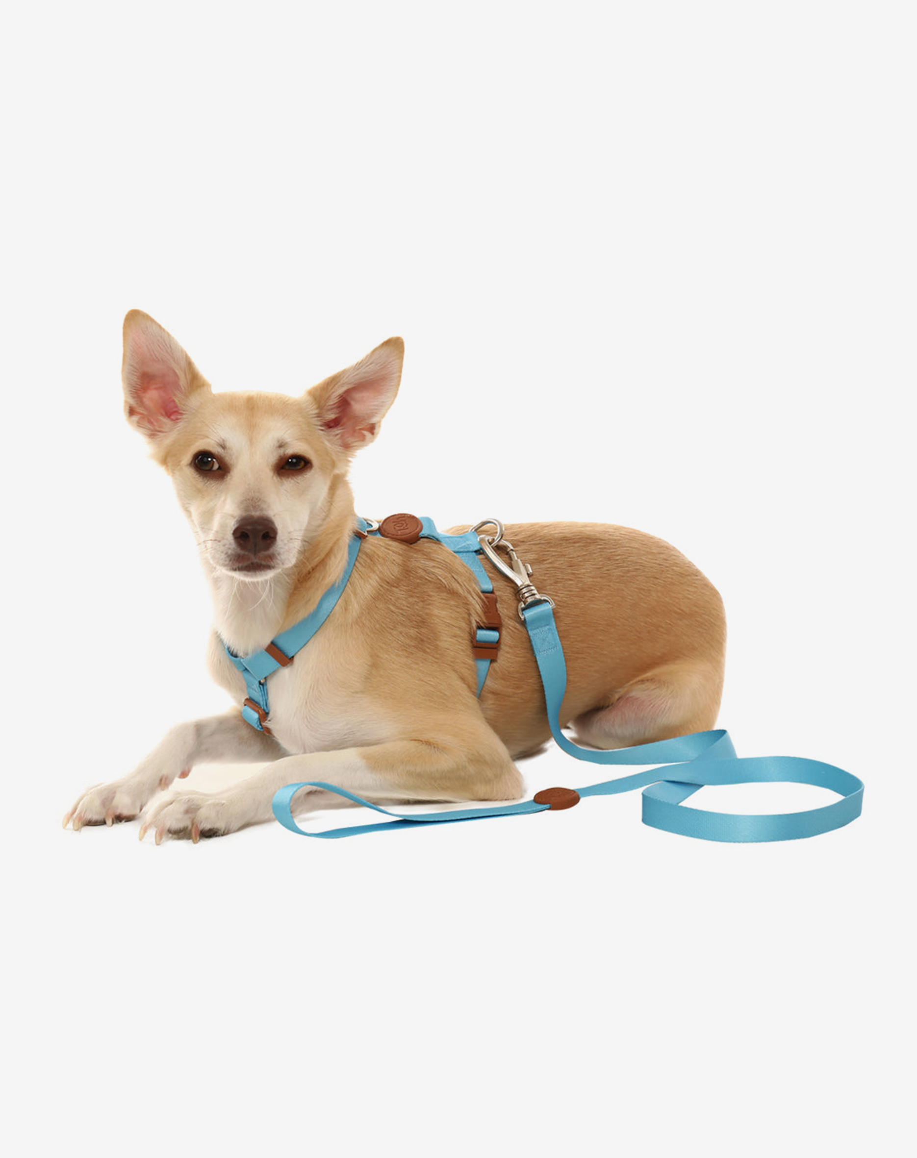 Toh - Wholesale Pet Leash - Dog - The H-Harness + Leash Set Blue2