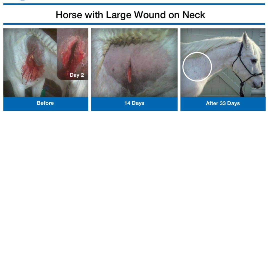 BC Animal Solutions Inc – Spray – Excluindo cães/gatos por atacado – Solução para Cuidado de Pele e Feridas Microcyn® Farm e Ranch, 473ml6