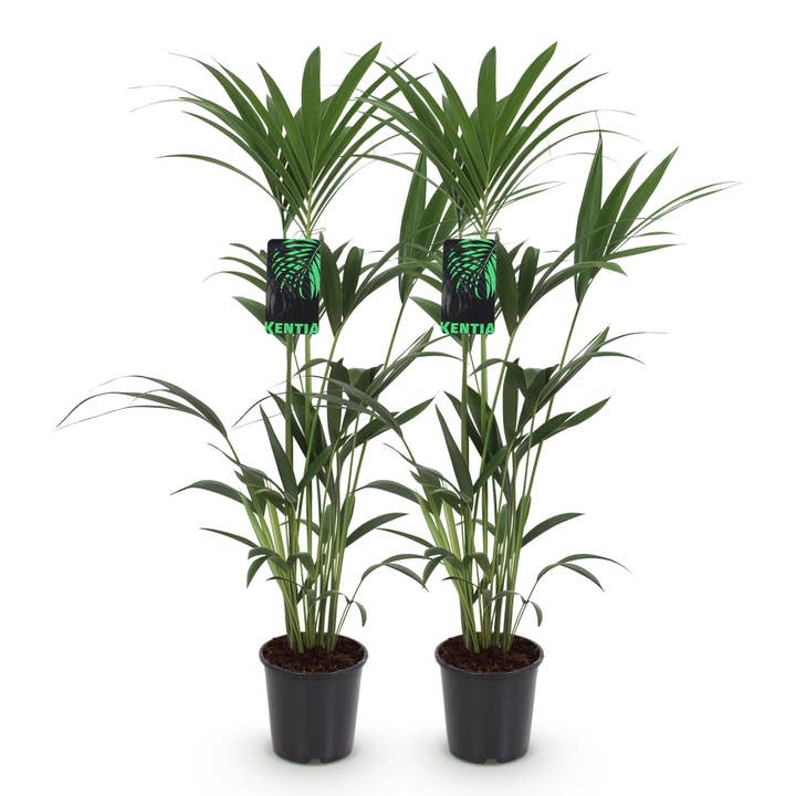 Howea Forsteriana – Kentia-Palmeira – 2 plantas – 120–130cm – 21cm – Palmeiras de interior de fácil manutenção com folhagem elegante – Plantas verdes robustas e purificadoras de ar por atacado de Oasis of Life