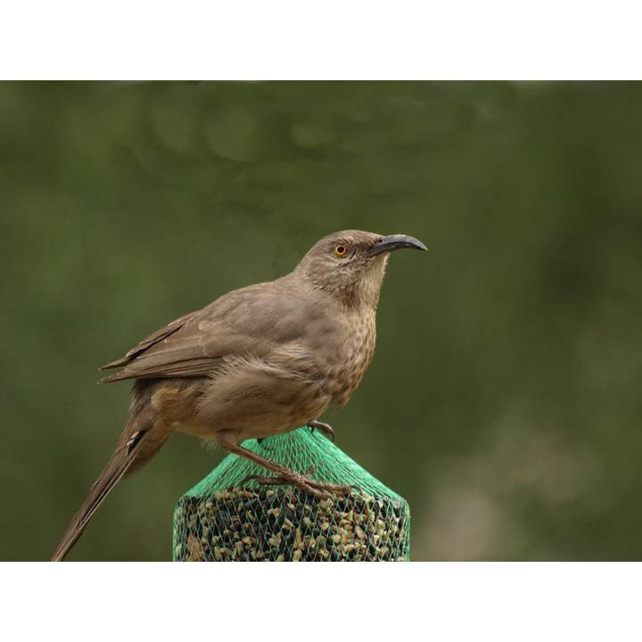 Mr Bird - Wholesale Bird Feeder - WildBird Feast Cylinder - Small