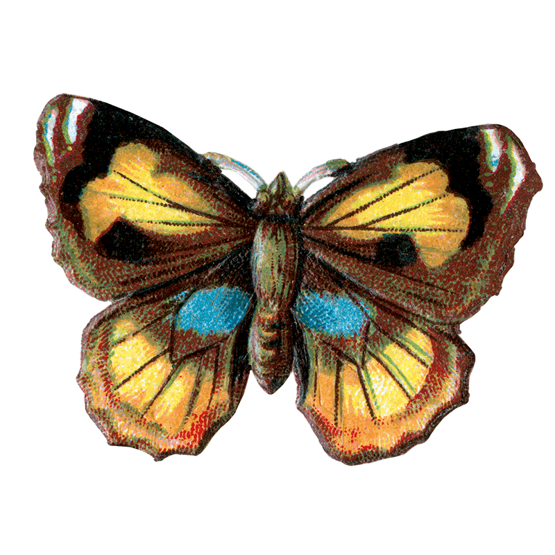 Laughing Elephant – Großhandel Aufkleber – Butterfly Box — Stickerbox für den täglichen Gebrauch29