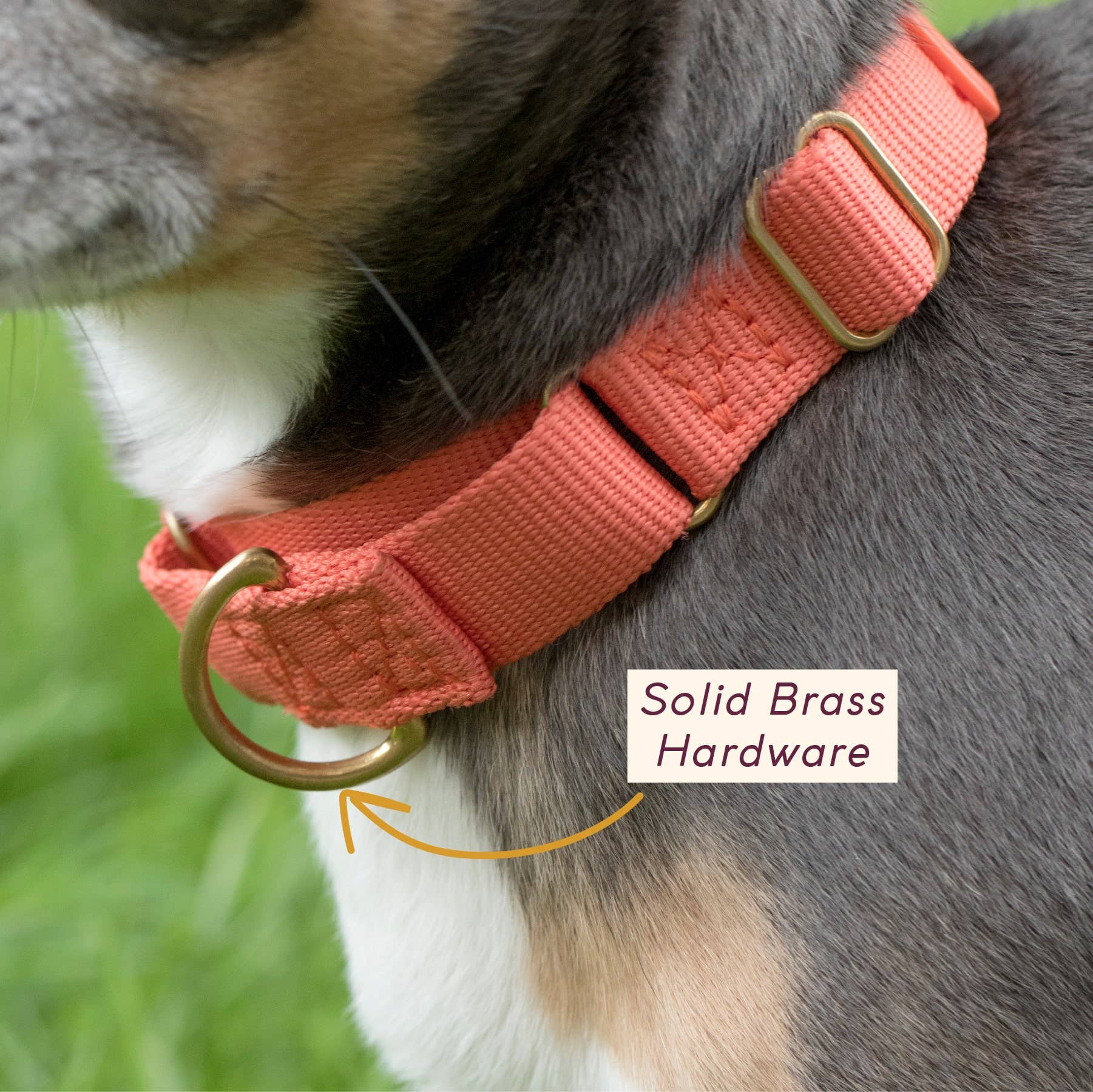Awoo - Wholesale Pet Collar - Dog - Marty Collar3