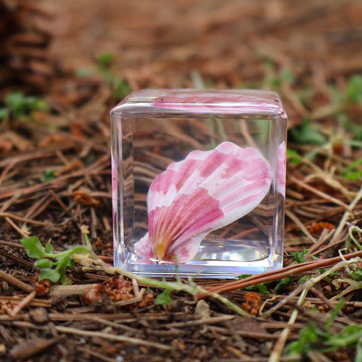 Scallop Shell Specimen Cube and other Purchase Wholesale capiz shells with holes. Free Returns & Net 60 Terms on Faire trending on Faire.