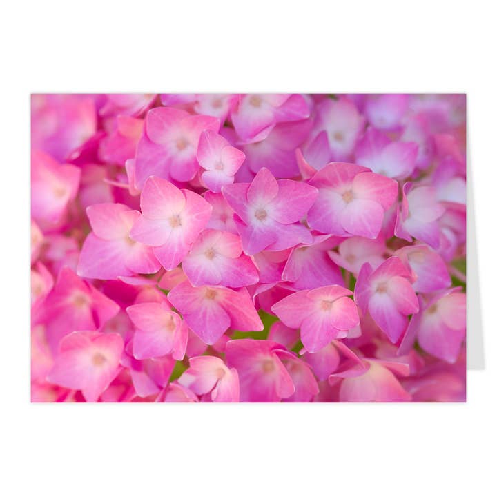 Midi-foldekarte "Lysende Hortensia" for engroshandel hos paruspaper. nutzfeine papeterie