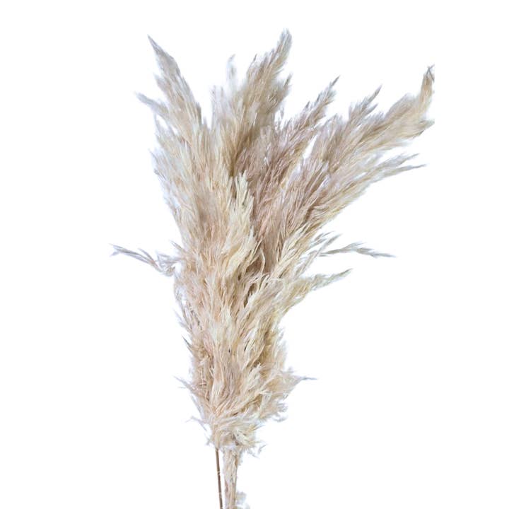 Pampas Grass Small and other Purchase Wholesale fake pampas grass. Free Returns & Net 60 Terms on Faire trending on Faire.