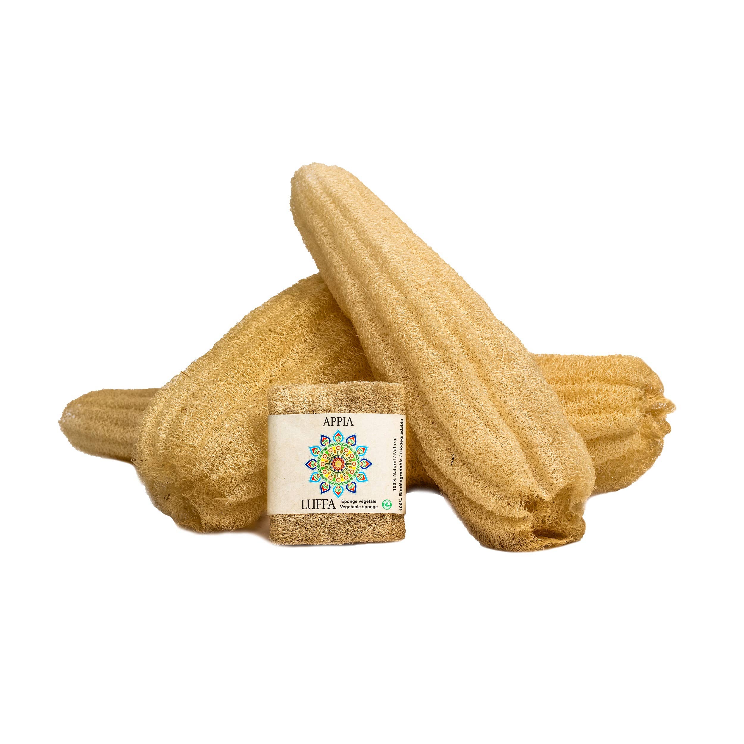 Appia Luffa - Vente Luffa - Éponge plante entière de loofah égyptien (50-60 cm)2