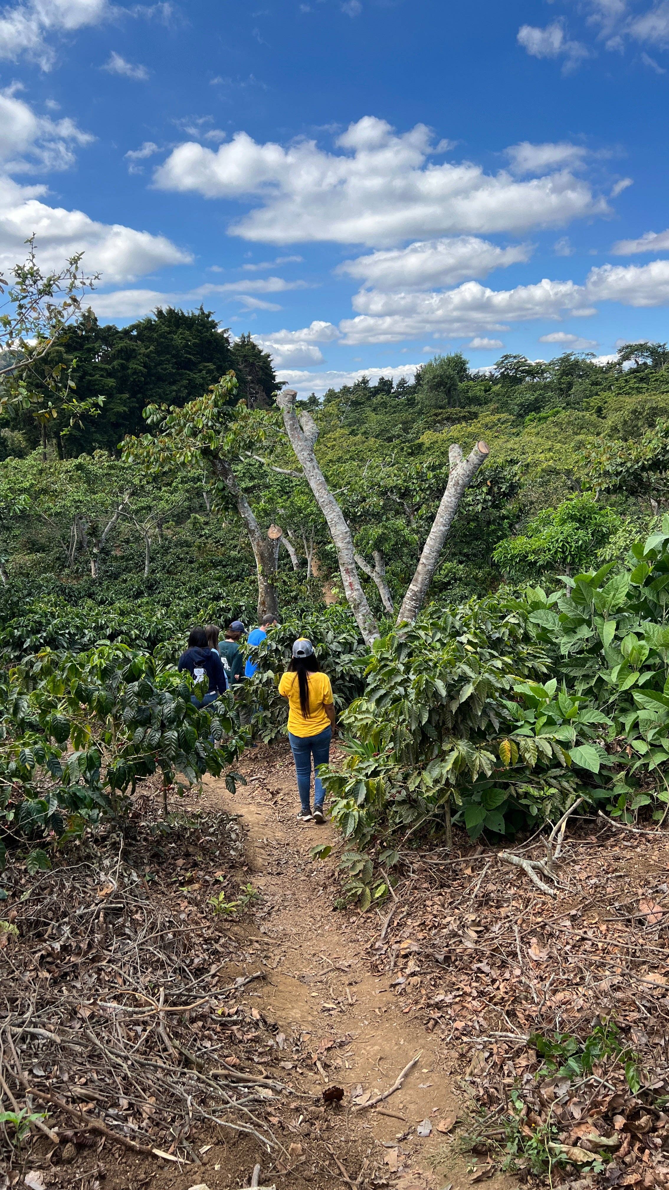 Renversant - Vendita all'ingrosso Caffè in grani - Caffè specialty Microlot Divisadero - El Salvador2