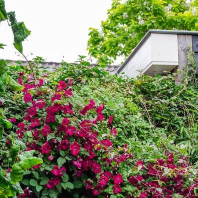 Oasis of Life - Wholesale Live plant - Clematis Hagley Hybrid β Γ15cm β approx. 65cm high β Hardy climbing plant with large pink to purple flowers β For fence, pergola & trellis0