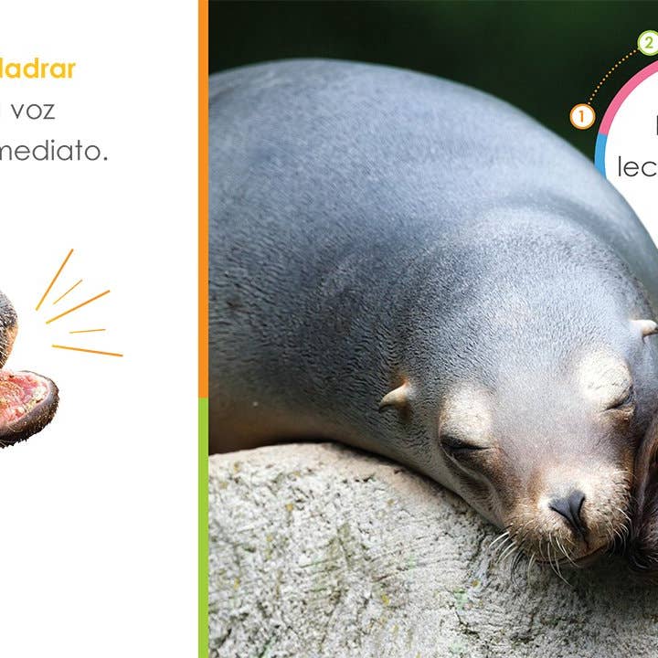 The Creative Company - Wholesale Preschool Book (3-5) - El principio de los: leones marinos bebés