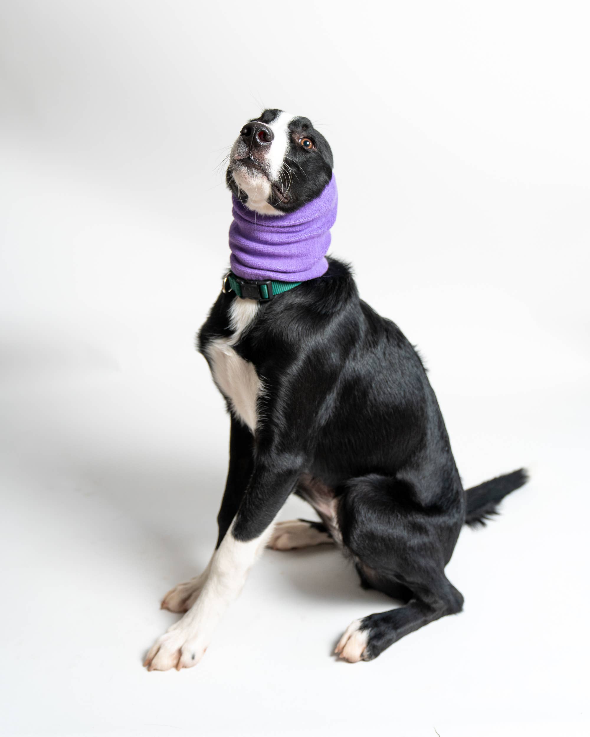 PetGiftz LLC - Vente Sweat à capuche – chien - CAGOULES POUR ANIMAUX DE COMPAGNIE, SWEATS À CAPUCHE POUR CHIENS CONTRE L'ANXIÉTÉ, LE TOILETTAGE ET PLUS ENCORE !1