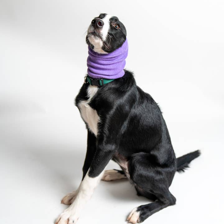 PetGiftz LLC - Wholesale Pet Hoodie - Dog - PET HOODZ, DOG HOODIES FOR ANXIETY, GROOMING, AND MORE!2