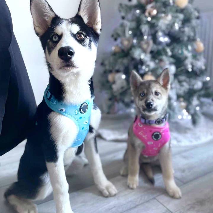 WOOF INC - Wholesale Pet Harness - Dog - King Blue Adjustable Dog Harness4