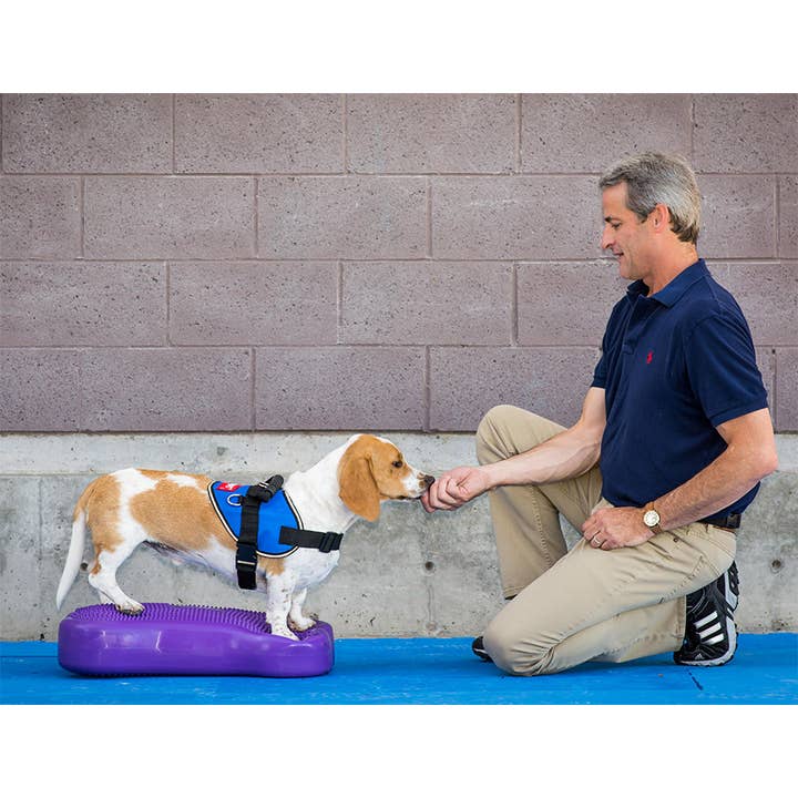 FitPAWS – wholesale Pet toy – Dog – CanineGym® K9FITbone Balance Training Platform – Original