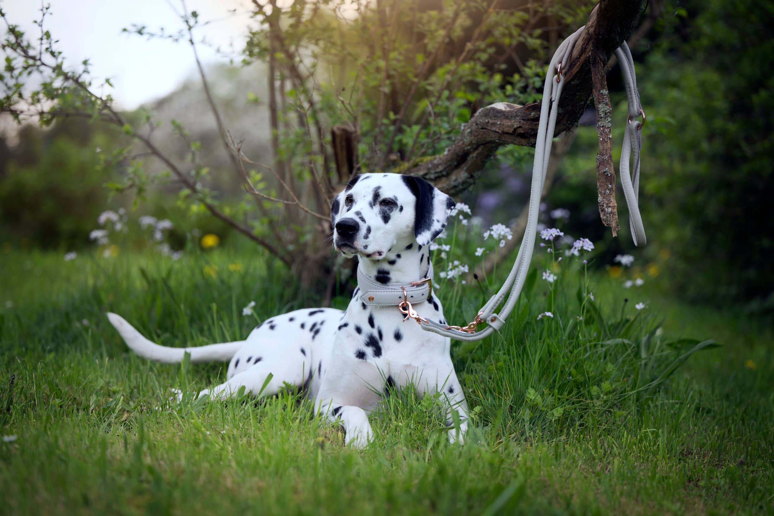 LABONI - Volentis GmbH - Wholesale Pet Collar - Dog - AMICI dog collar34