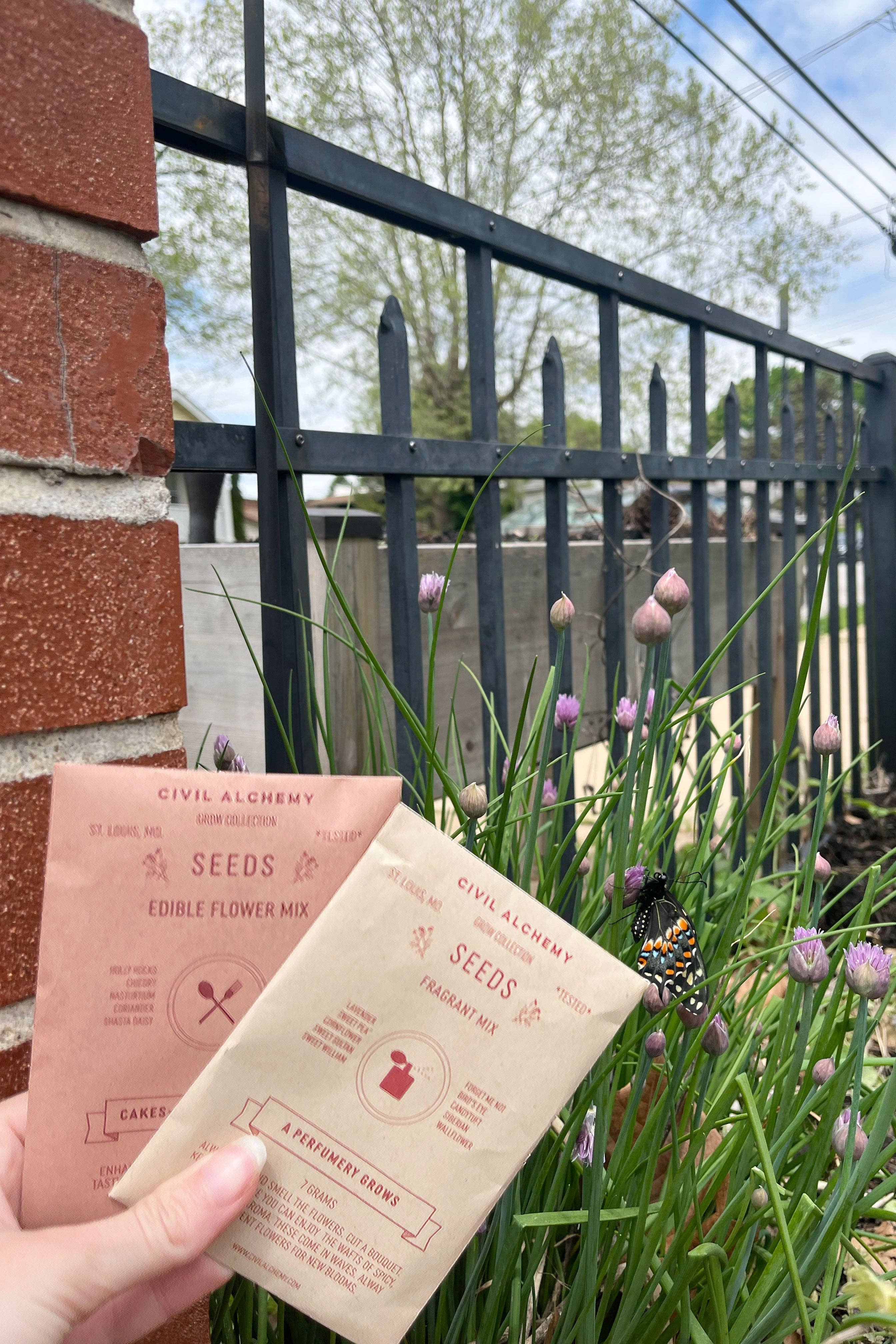 Civil Alchemy – Großhandel Pflanzensamen – Duftende Samenmischung3