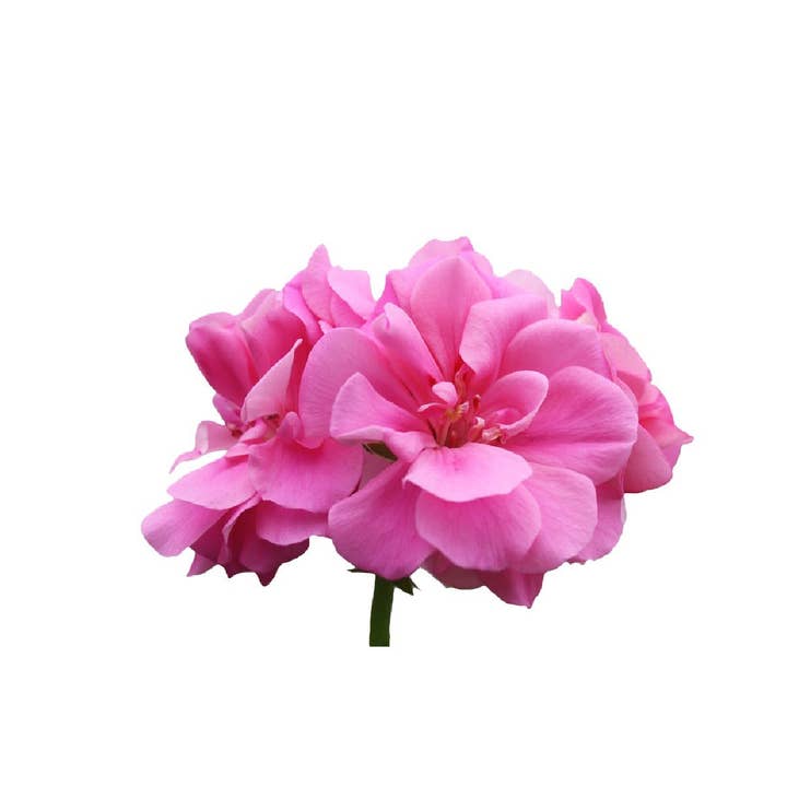 Aromae Essentials - Wholesale Essential oil - Rose Geranium1