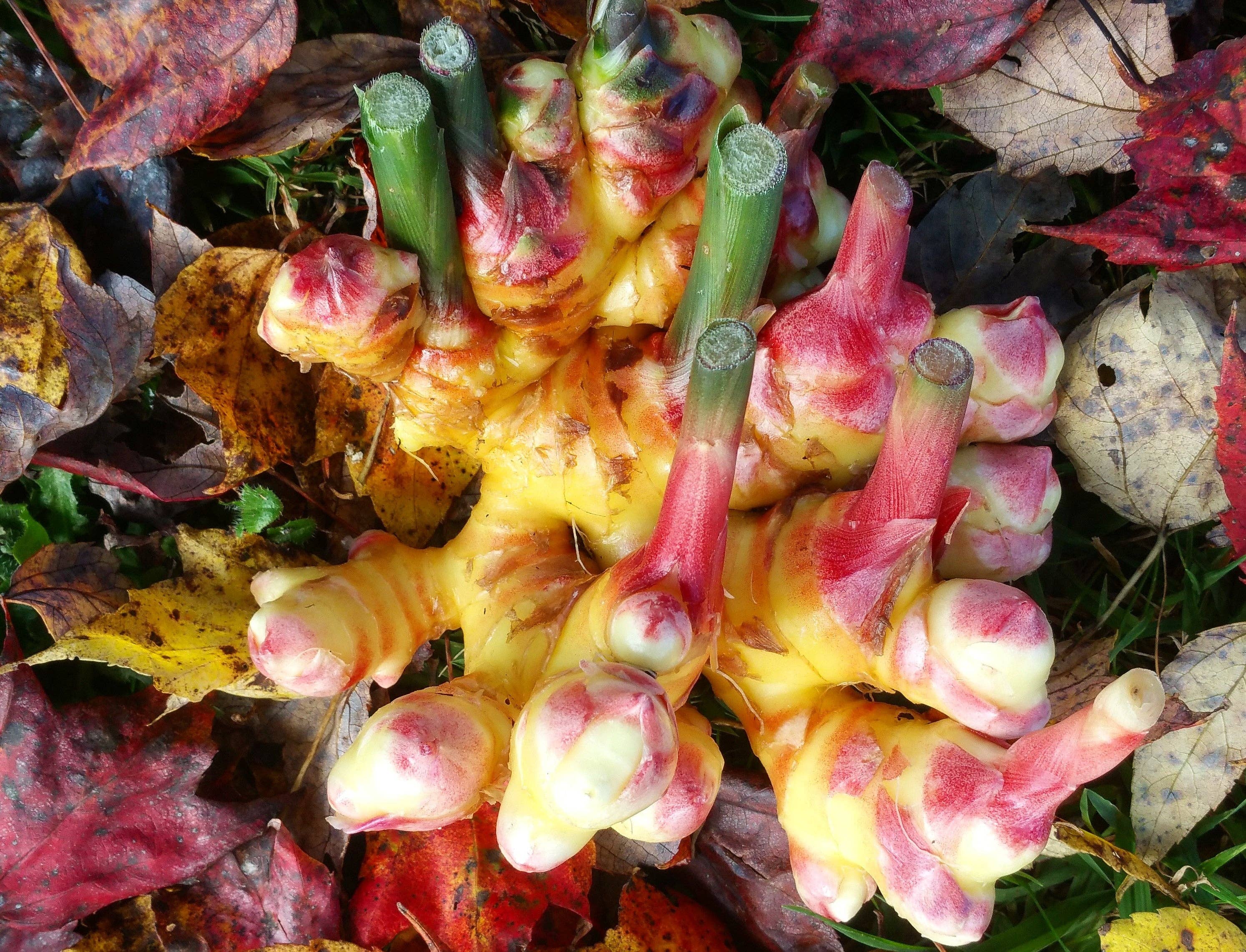 Rayburn Farms - Wholesale Hot Cocoa Mix/Kit - Ginger, Cocoa2