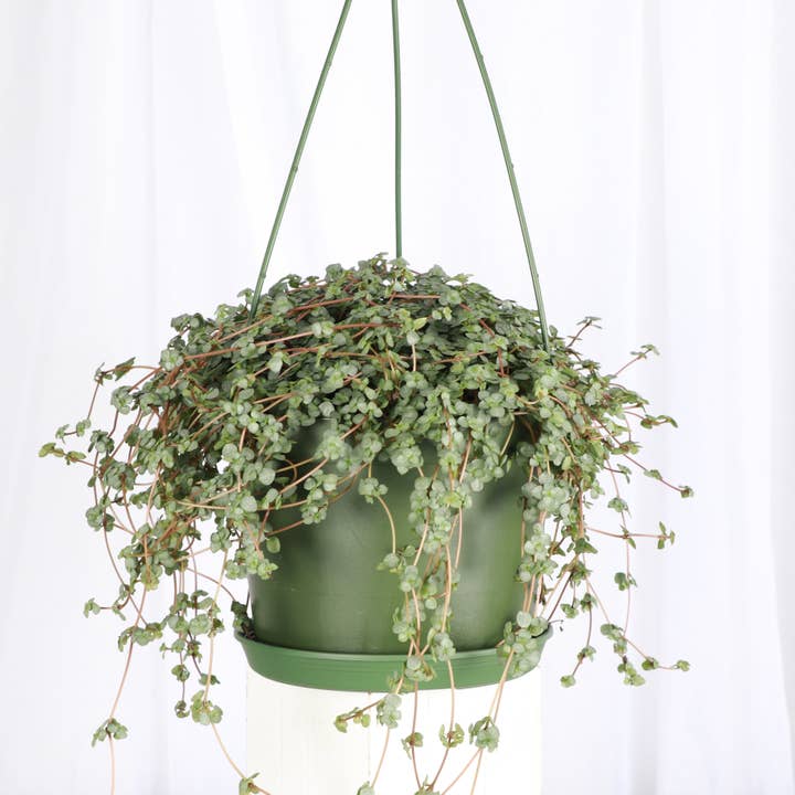 Thorsen's Greenhouse - Wholesale Live Plant - Pilea Aquamarine Plant - 6" Live Plant