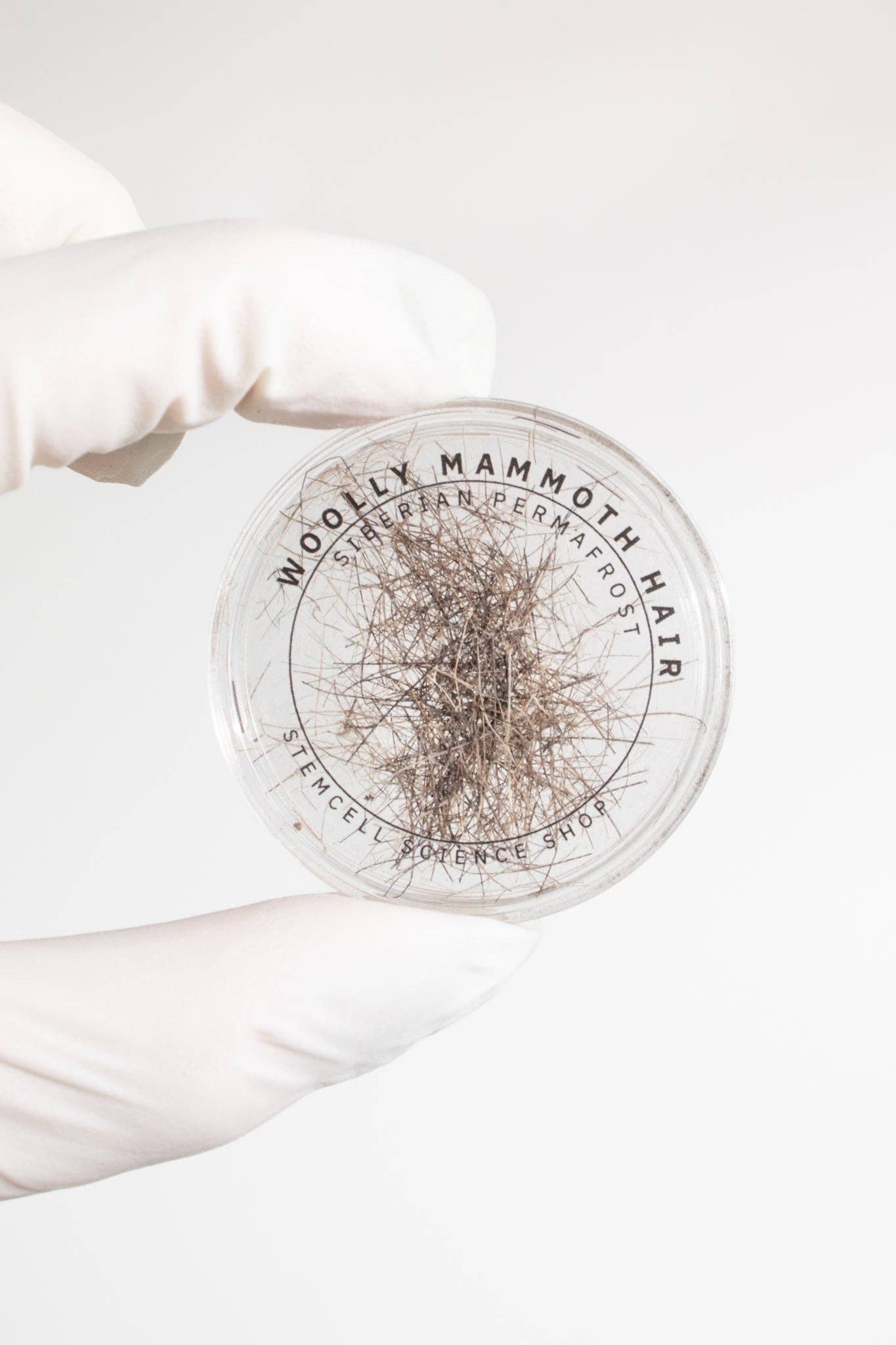 Stemcell Science Shop - Vente Pince à cheveux – femme - Fossile de poil de mammouth laineux0