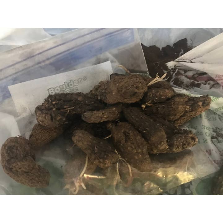 Michelle Hoffmann - Wholesale Plant seeds - Edible Air Potatoes/Yams Aka Dioscorea Alata