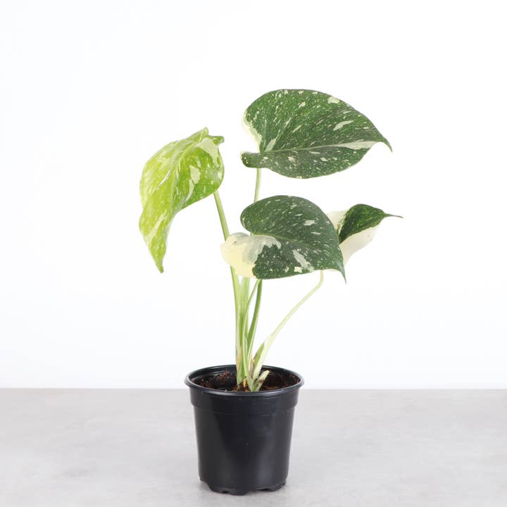 Thorsen's Greenhouse - Wholesale Live Plant - Thai Constellation Monstera - 4" Live Plant - Rare