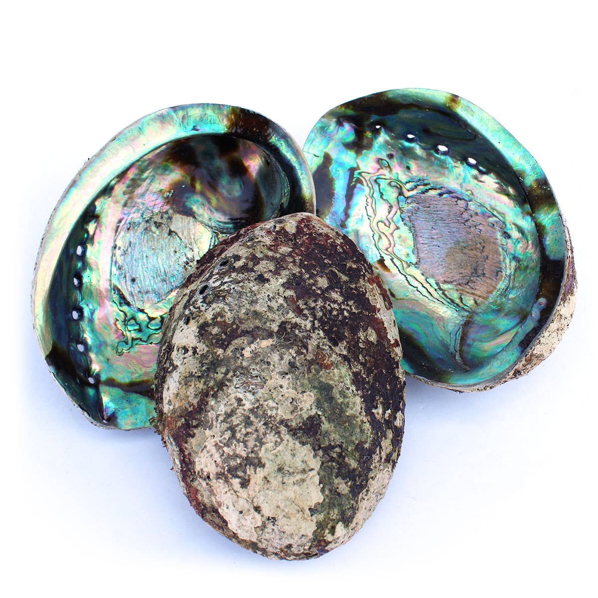 California Seashell Company - Wholesale Decorative Plate/Dish/Bowl - Paua Abalone Seashell 5-6.5"1