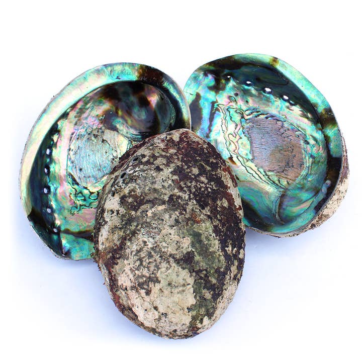 California Seashell Company - Wholesale Decorative Plate/Dish/Bowl - Paua Abalone Seashell 5-6.5"1