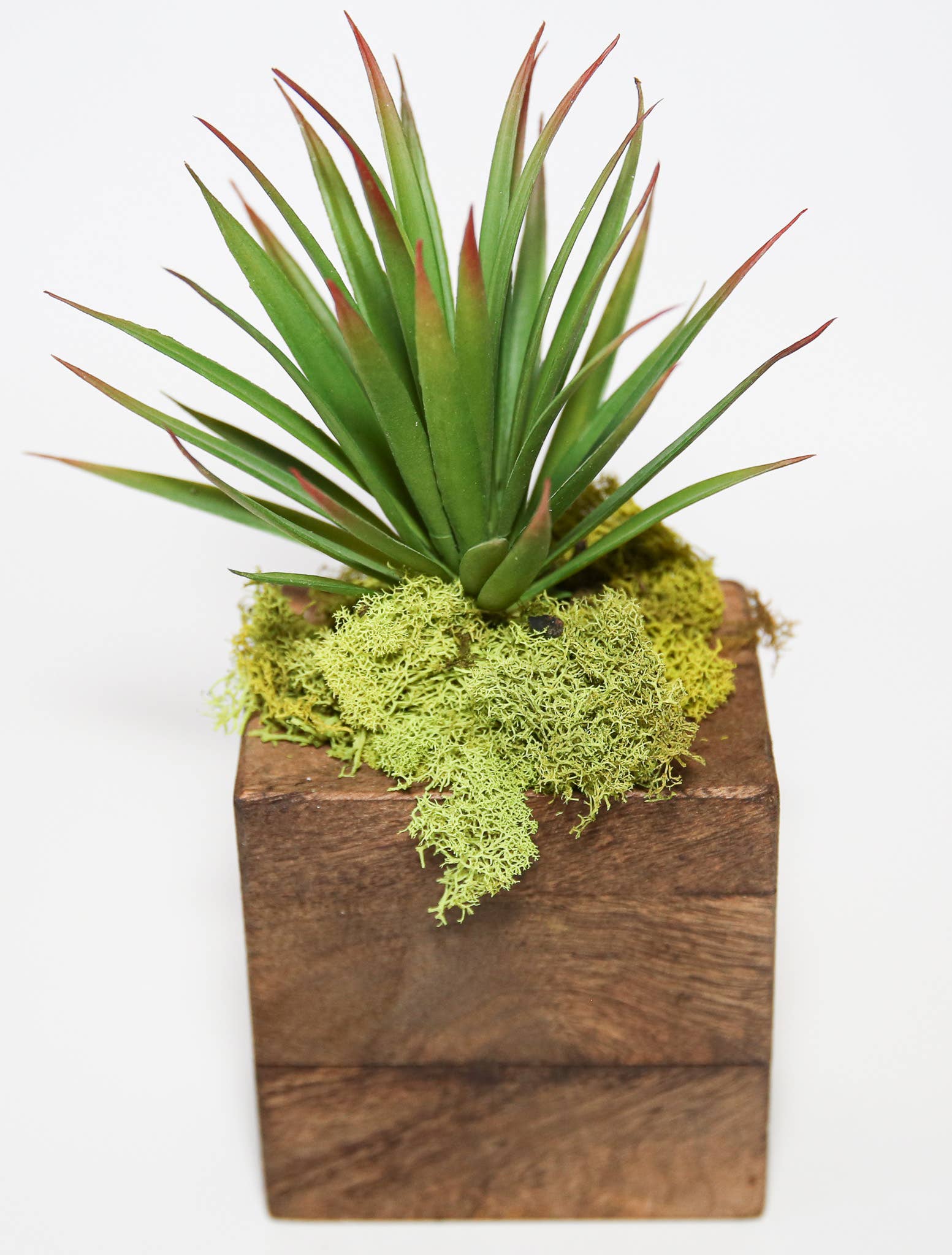 Forever Green Art - Wholesale Succulent - Succulent Sugar Mold Set of 912