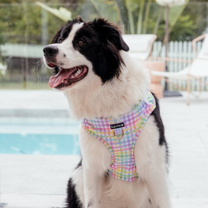 Pawfect Pals – Engroshandel Kæledyrssele – Hund – Once and Flor-All - Gingham No-Pull justerbar sele1