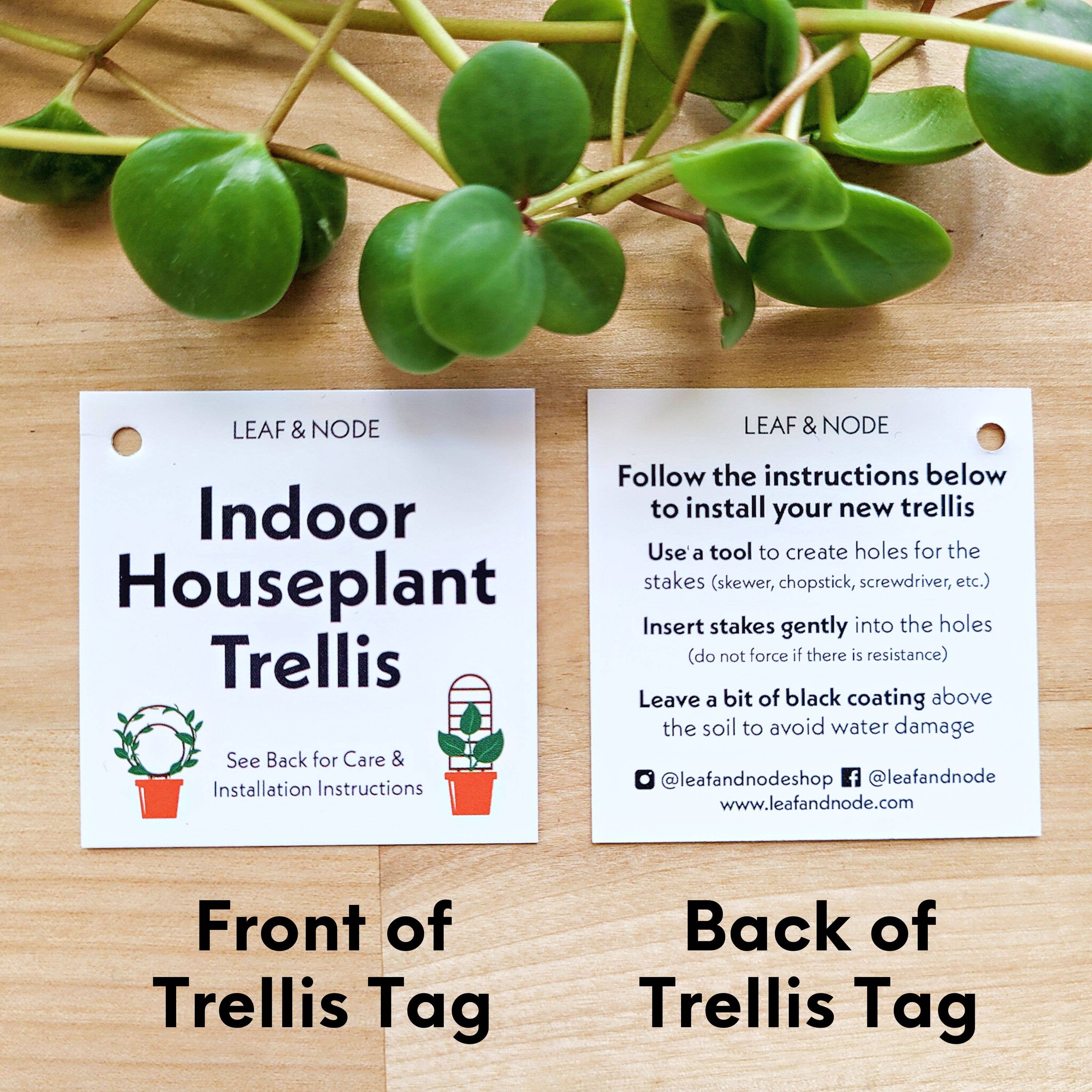 Leaf & Node - Wholesale Trellis - Wood Triple Hoop Indoor Plant Trellis5